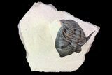 Detailed, Metacanthina Trilobite - Lghaft, Morocco #86020-1